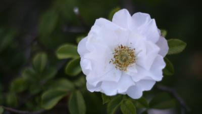 white rose