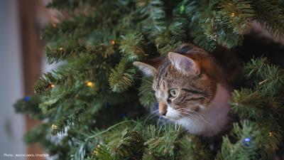 A cat hiding in a christmas tree.