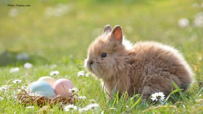 Easter bunny on the grass.