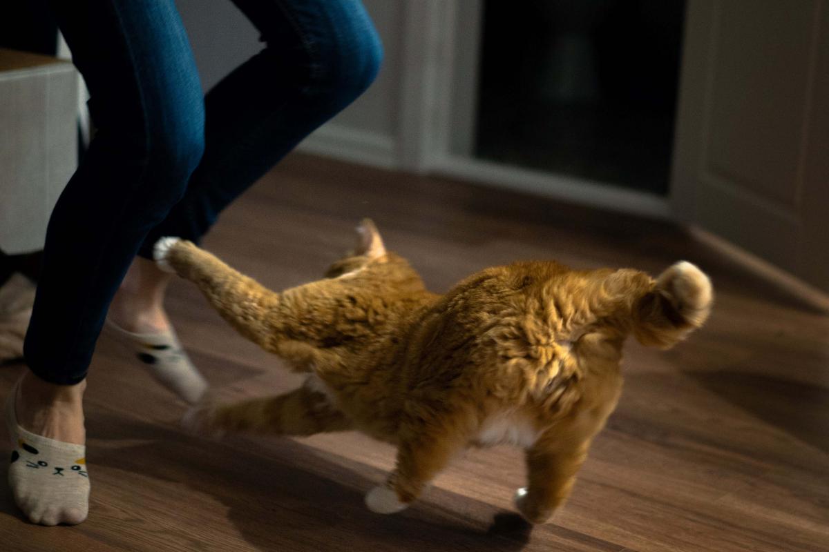 Dancing legs and a cat