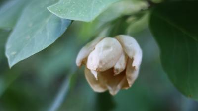 beige flower