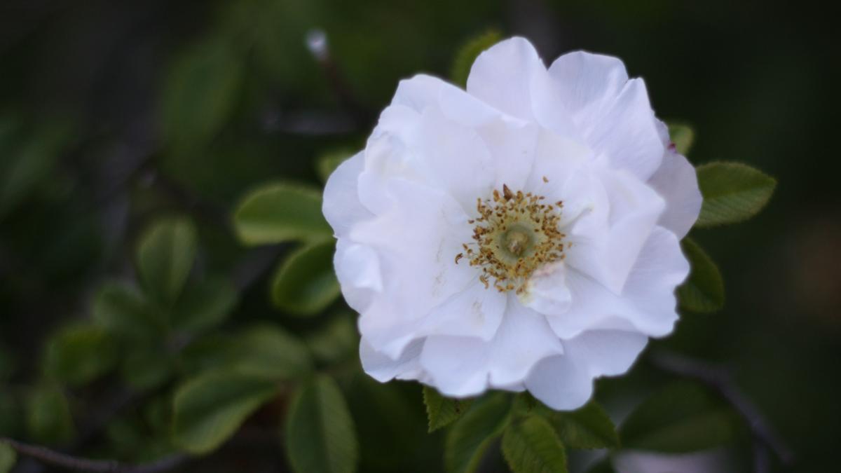 valkoinen ruusu