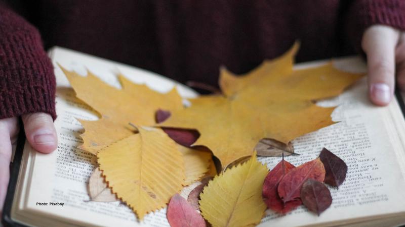 Autumnal leaves on top of the open book.
