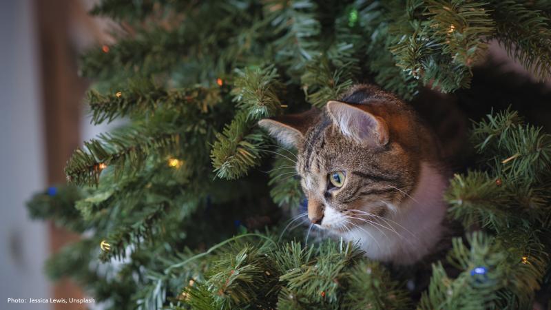 Kissa piileskelee joulukuusessa.