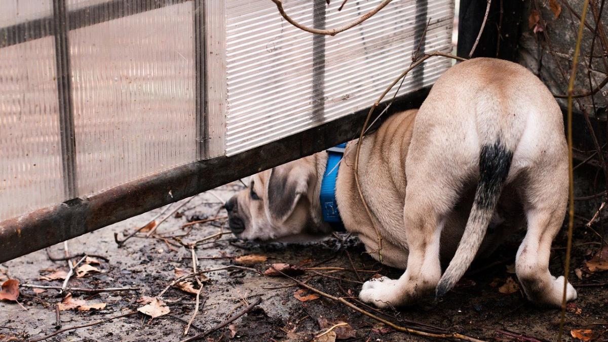 A dog looking under a fence.