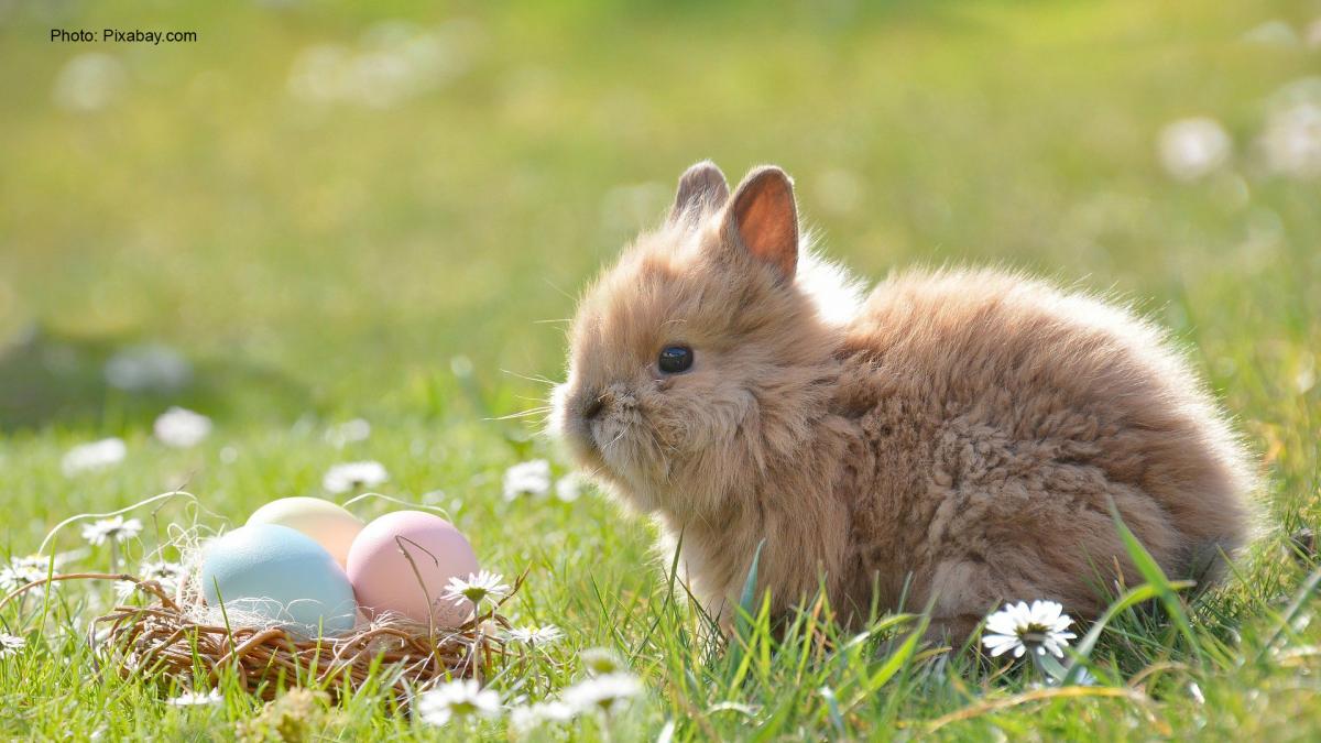 Easter bunny on the grass.